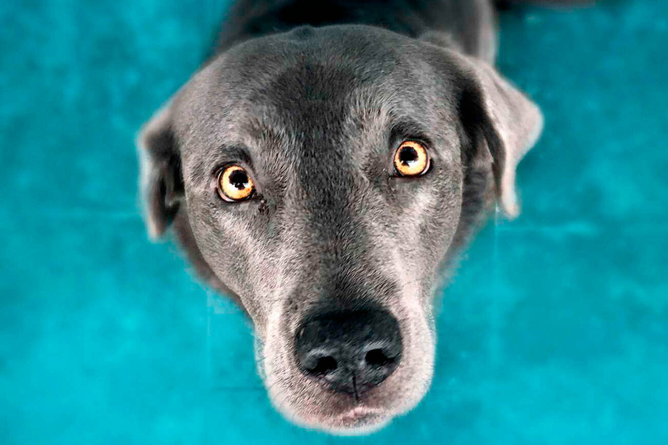 29843860_web1_Dogs-TSR2