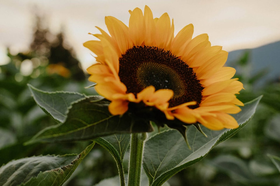 30165304_web1_220825-VMS-bloom-festival-SUNFLOWER_1