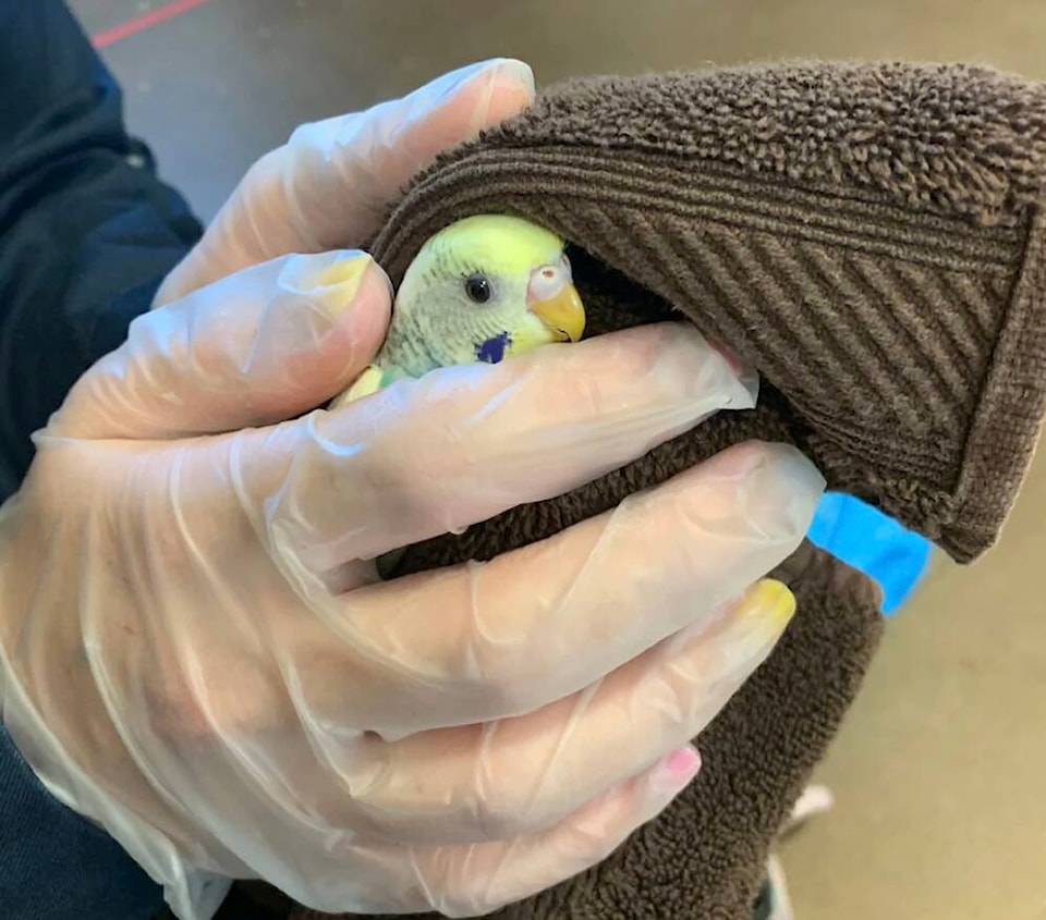 30197329_web1_220901-WEK-budgie-rescue-_1