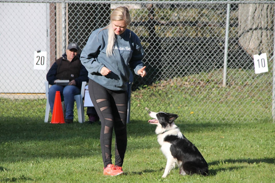 Enderbyѻýs Amanda Pollock has her border collie, Poser, sit at attention before taking on the course in a game of Gamble at the DogѻýOѻýPogo Dog Agility Trials Sunday, Sept. 18, at the Lumby Lions Campground. (Roger Knox - Morning Star)