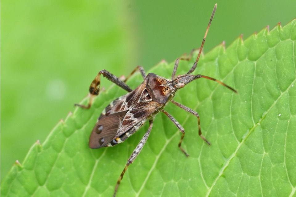 30765573_web1_221021-SAA-C-Nature-watch-John-Woods-stink-bugs_1