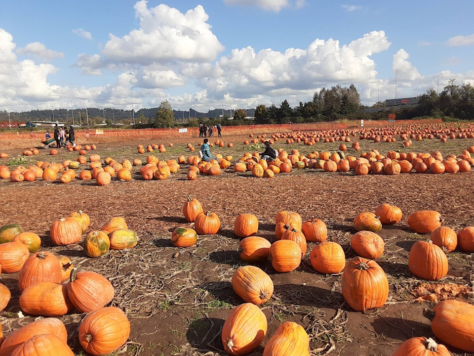 30857363_web1_pumpkinphoto-aub-201023-Pumpkin-distance-shot_1