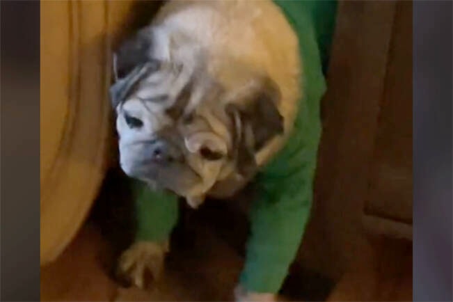 31251956_web1_221214-NBU-tiktok-pug-viral-video-1_1