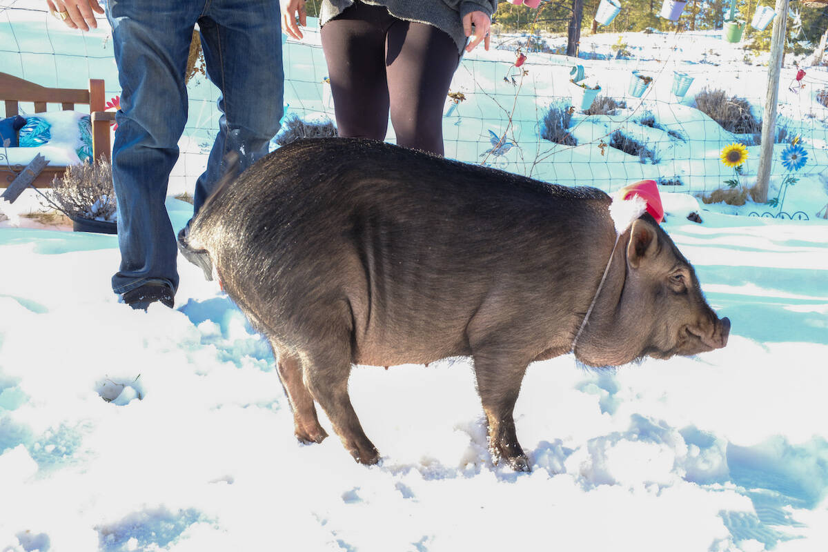 Olive doesn聮t mind the snow if there are treats involved (Jacqueline Gelineau/Capital News)