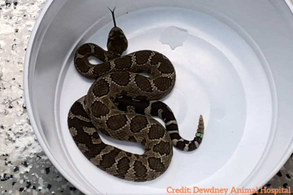 Enzo Ferrari, the Northern Pacific Rattlesnake hitched a ride in a Ferrari from Osoyoos to the Vancouver dealership. A Maple Ridge vet returned the snake back to his home in the Nk聮Mip desert. (Credit: Dewdney Animal Hospital)