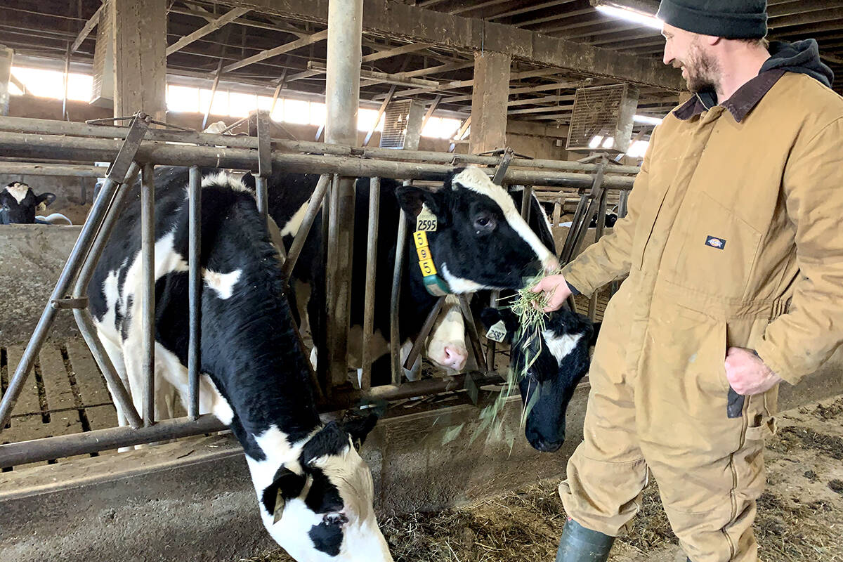 Phillip Graham spends a minute with some of the heifers at his dairy barn who were just brand new calves during the flood and were rescued by boat and taken to Chilliwack farms. (Jessica Peters/Abbotsford News)