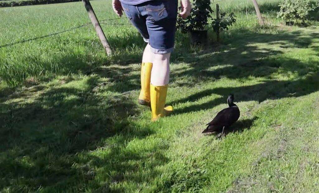 A lonely duck has attached itself to its owners, after its two best friends were killed by coyotes. (Screenshot from Fraser Valley Rose Farm YouTube video)