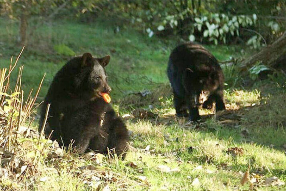 31478116_web1_230103-LAT-Bears