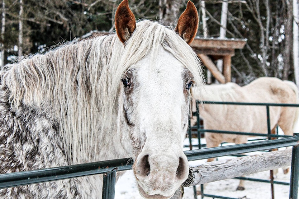 31676775_web1_230125-SAA-freedoms-gate-hay-horse_1