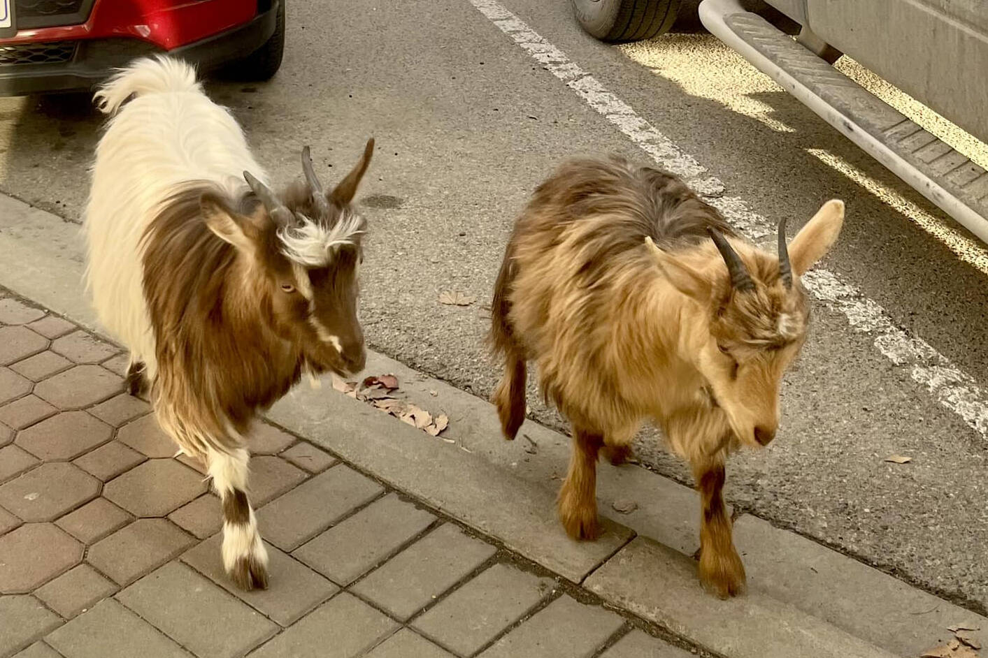 31922623_web1_230219-PWN-Goats_1