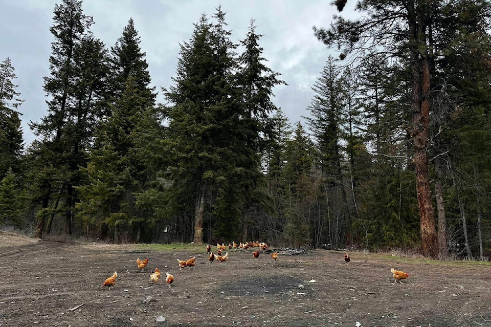 32367293_web1_230413-KCN-chickens_1