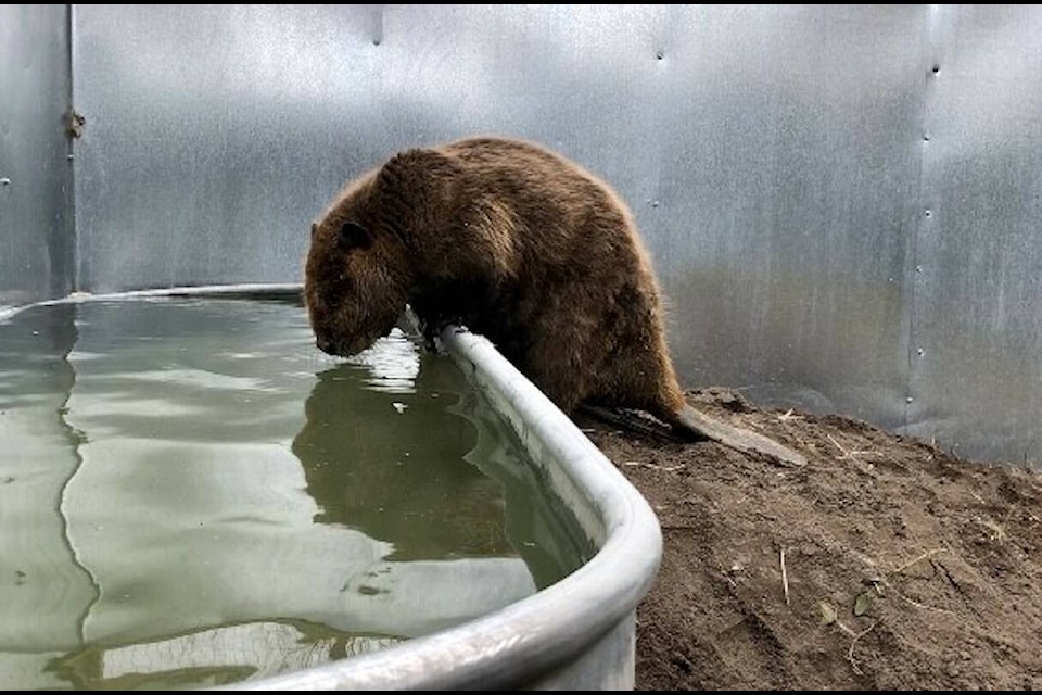 (Eva Hartmann/Interior Wildlife Rescue Society)