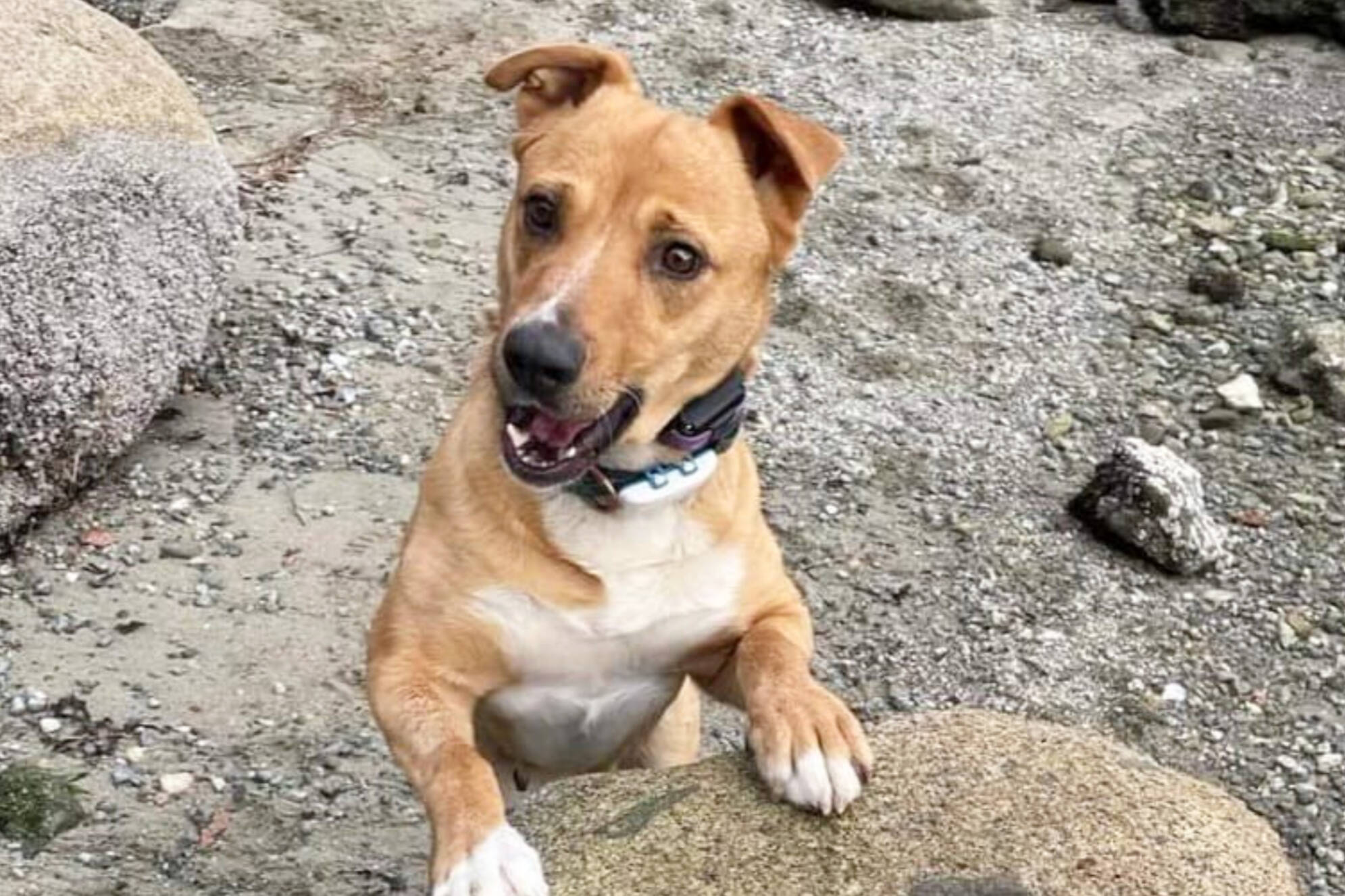 VIDEO Shuswap animal rescue donation can pilfered from pet store