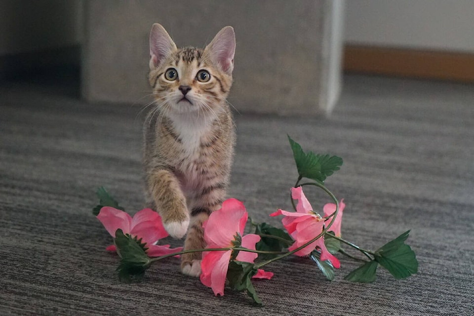 Students at UBCO were treated to a pop-up cat cafe in partnership with the Okanagan Humane Society to help destress during exams. (Brittany Webster/Capital News)