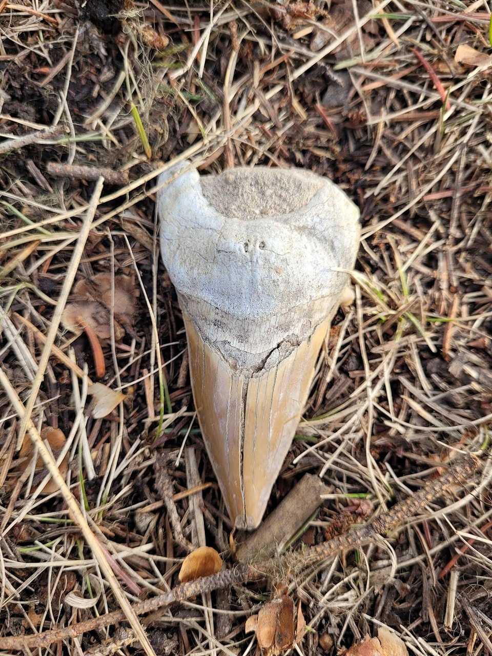 32457351_web1_230418-CPW-Megalodon-Tooth-Tooth_1