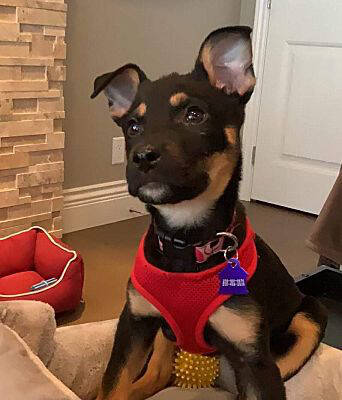 32522638_web1_230427-VMS-dogs-pup_2