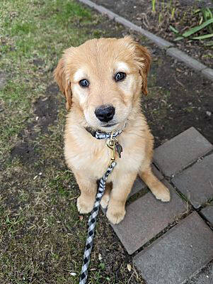 32522638_web1_230427-VMS-dogs-pup_3