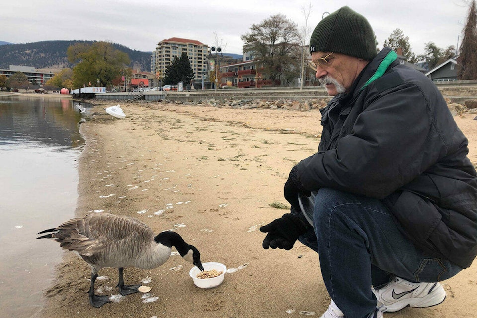A friend to Kevin through the years, Dave Chuokalos attempted to have the broken winged goose rescued but Penticton’s favourite feathered friend had other plans to live on Okanagan Lake. (Monique Tamminga Western News file photo)