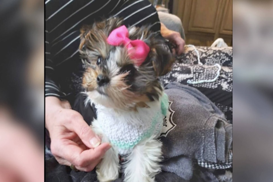 32710149_web1_230518-EVN-malakwa-lost-dog-found-gidget_1