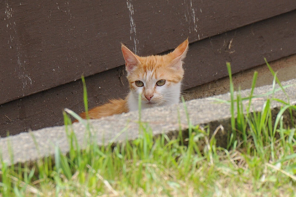 32751720_web1_200617-AVN-letter-Noble-cats-feral_1