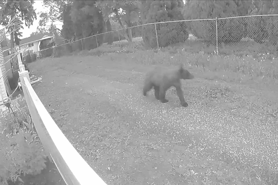 32784987_web1_230525-VMS-bear-1_1