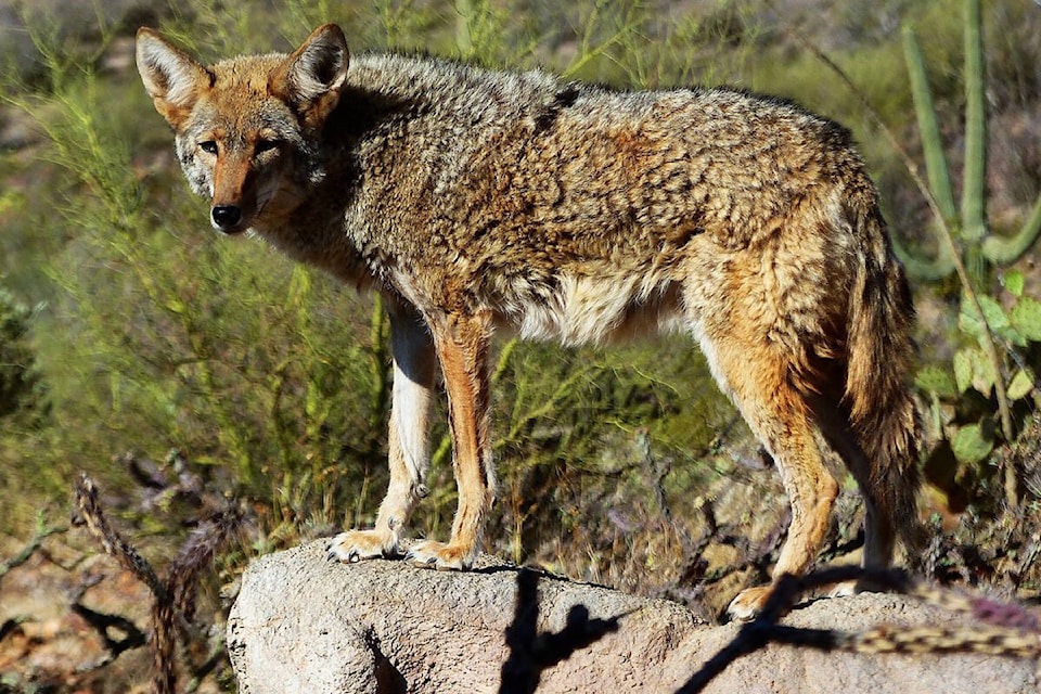 33006399_web1_coyote-3512704_1280