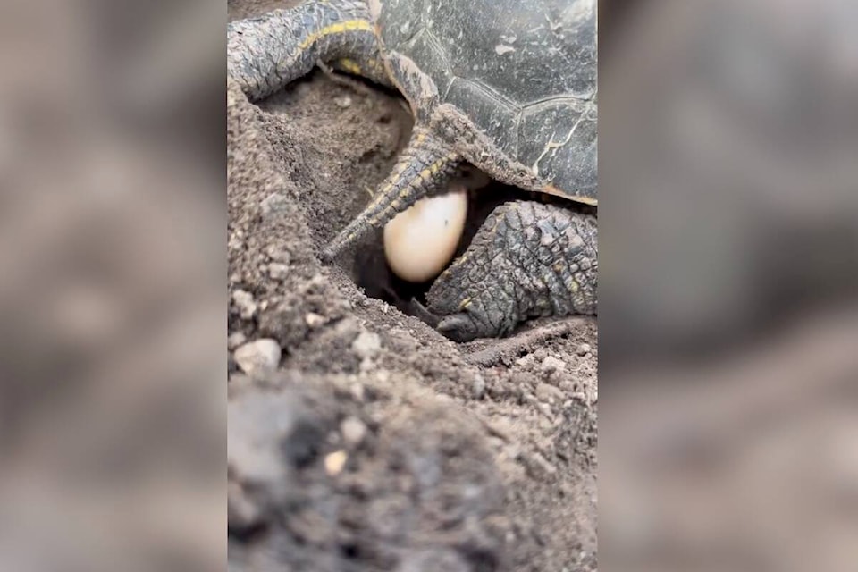 33009418_web1_230615-KCN-turtlebirth-pic_1