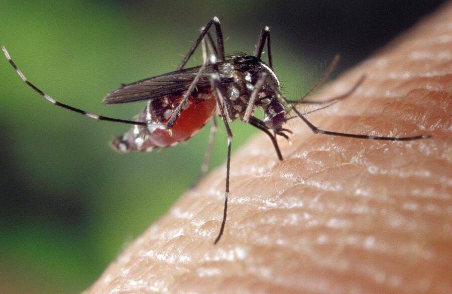 33086636_web1_mosquito