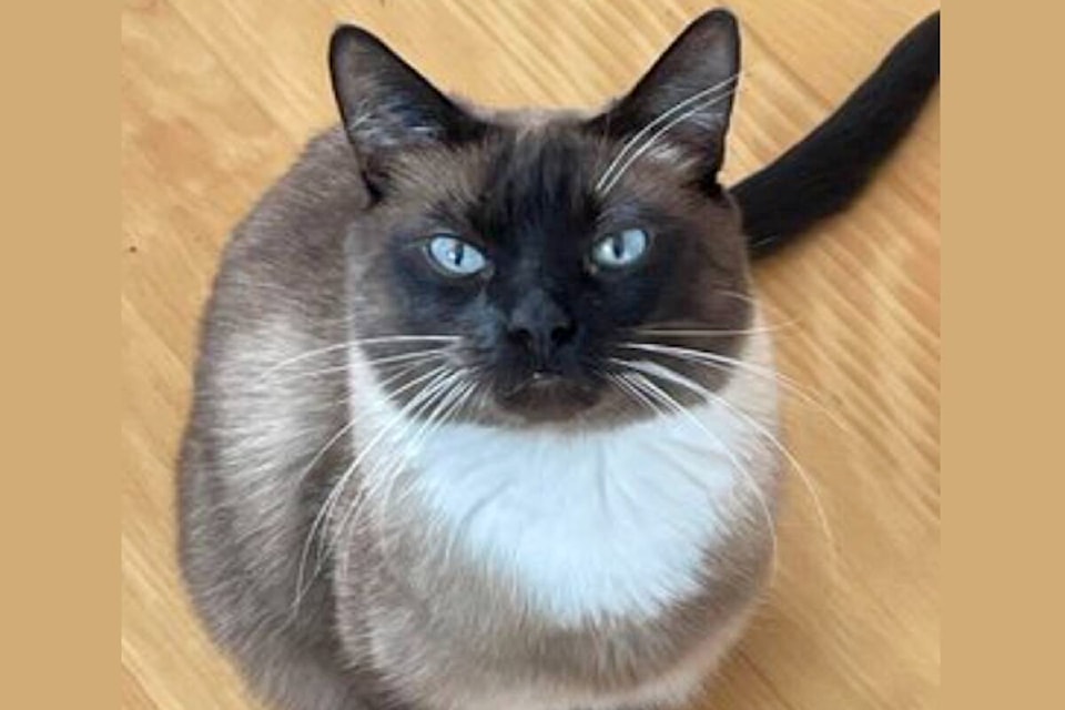 33237312_web1_230706-KCN-CAt-adoption_1