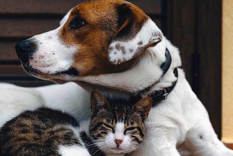 33242094_web1_191202-VNE-Popular-Pet-Names_1