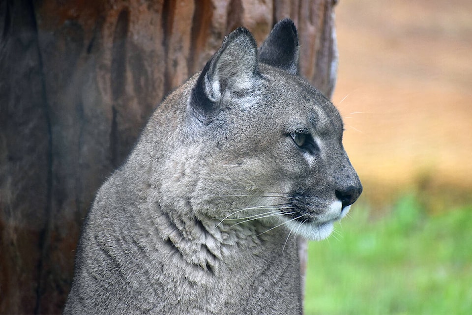 33315066_web1_200727-SNE-Cougar-Sighting_1