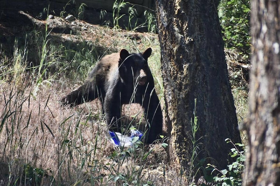 33341039_web1_230720-KCN-garbage-wildlife-_1