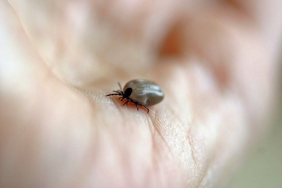 33218836_web1_ticks-ISJ-220511_1