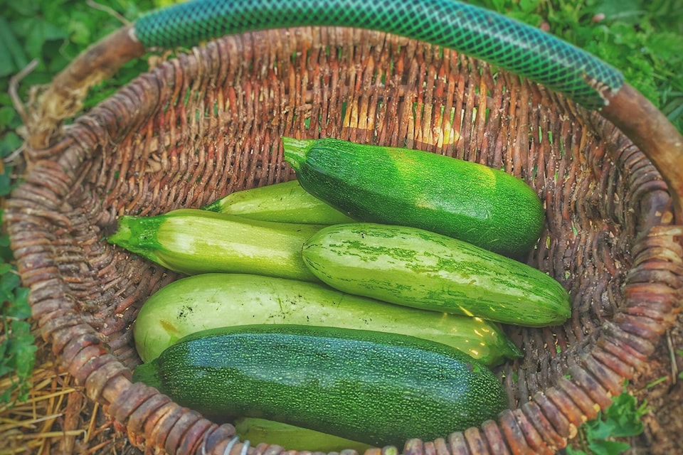 33479087_web1_230803-PAN-sneak-a-zucchini-day_2
