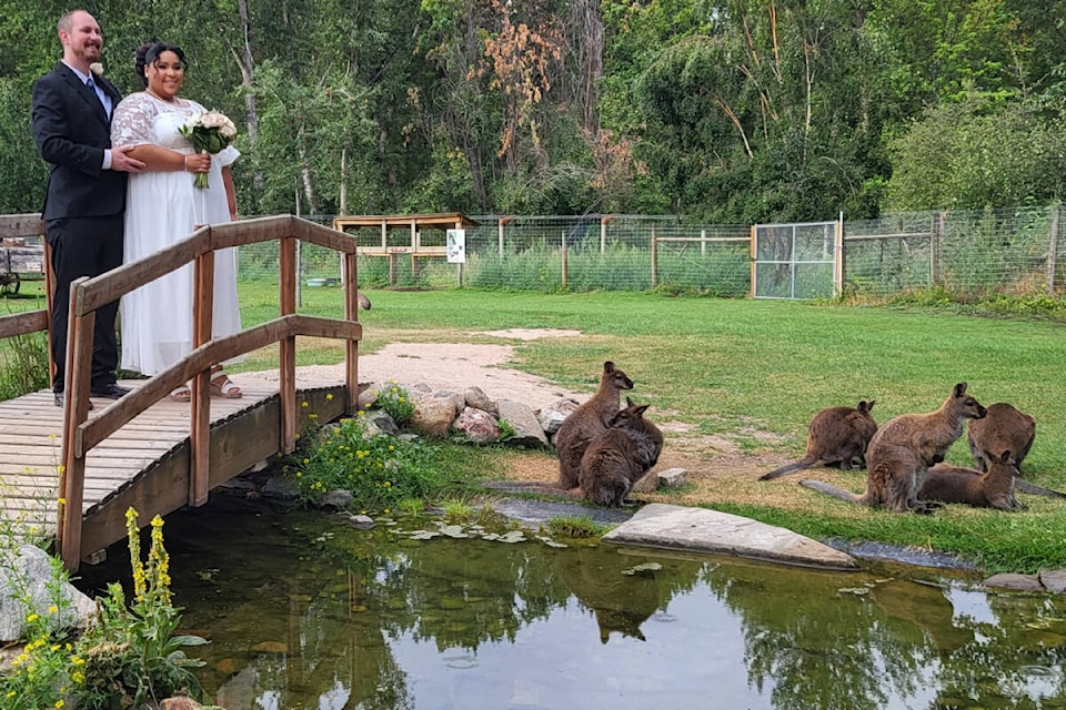 33555927_web1_230817-VMS-wedding-kangaroo-WEDDING_1