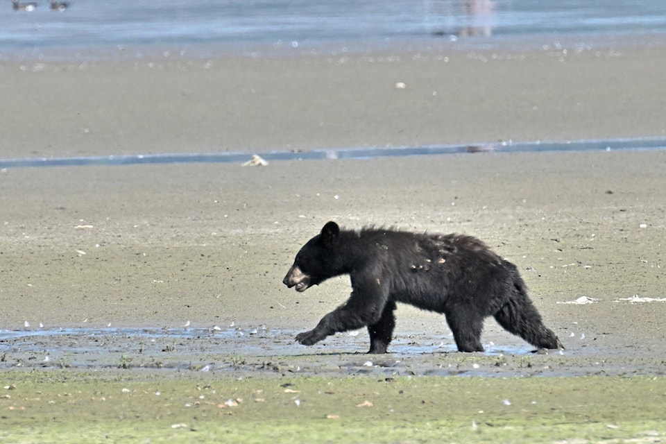 33628192_web1_230823-SAA-PHOTO-bear-foreshore_1