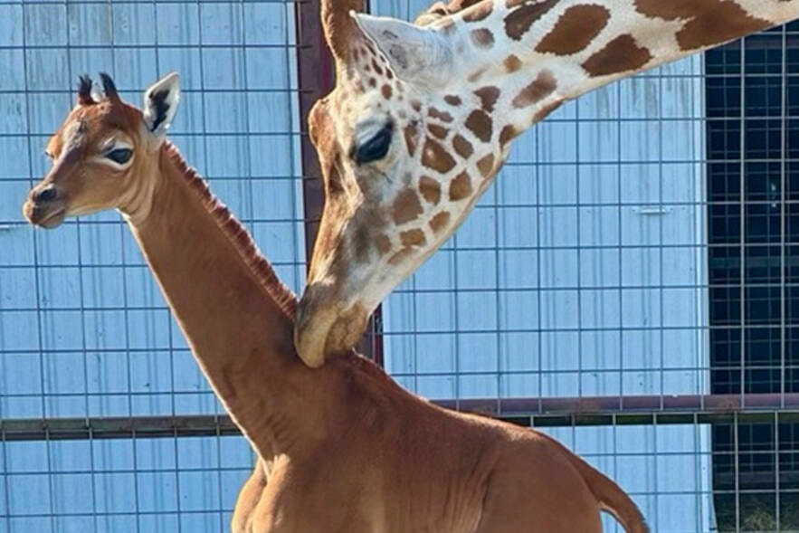 33679504_web1_230822-CPW-Spotless-giraffe-born-giraffe_1
