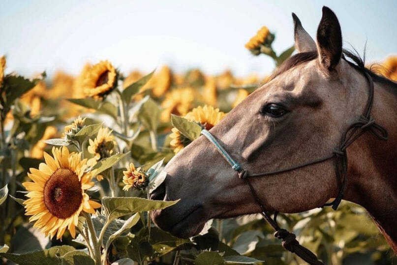 33882248_web1_230914-VMS-sunflowers-bloom_1