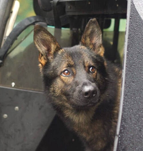 33935857_web1_230921-VMS-dog-locates-missingperson-maverick_2