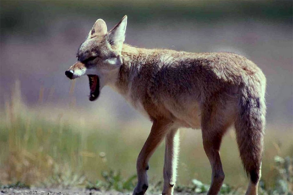 33936255_web1_coyote-nps