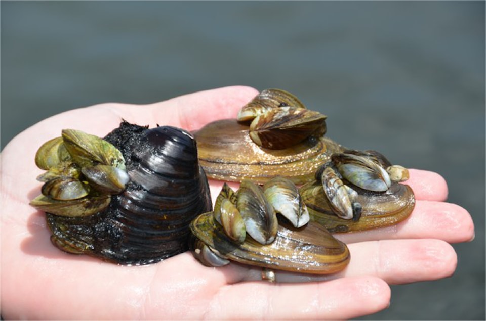 invasive-mussels-moules-1