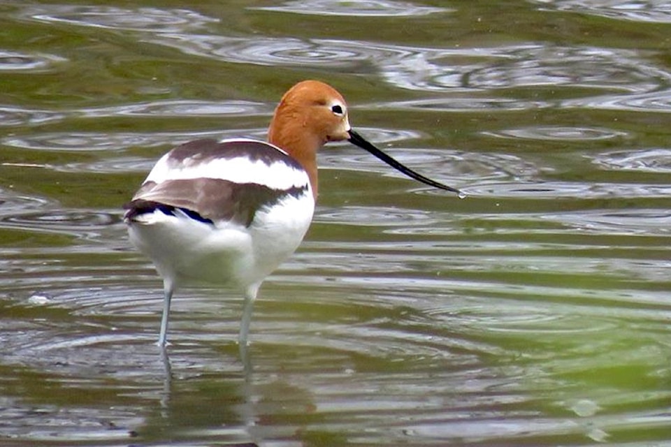 American Avocet in an oxbow of the Okanagan River.
 