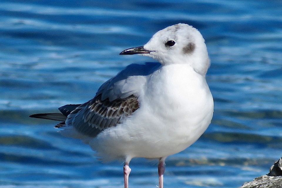  Smaller than most gulls, this trim juvenile Bonaparte㽶Ƶֱs gull appeared to be sharing high-speed fishing activity and shoreline rests with a Common tern. (Jordi Foster Photo)     