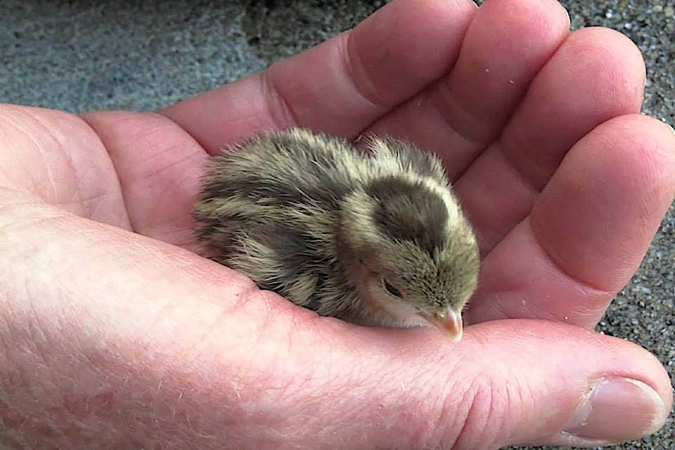 This California Quail chick seemed to appear from nowhere and fearlessly stepped into an offered hand on a South Okanagan ranch. Fortunately its family was nearby. 