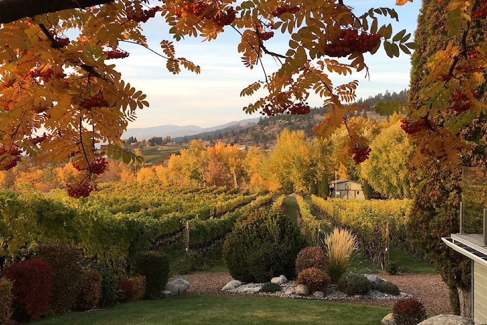 In pride of place, a deck sheltering mountain ash overlooks the vineyard and tree belt along Strutt Creek. 