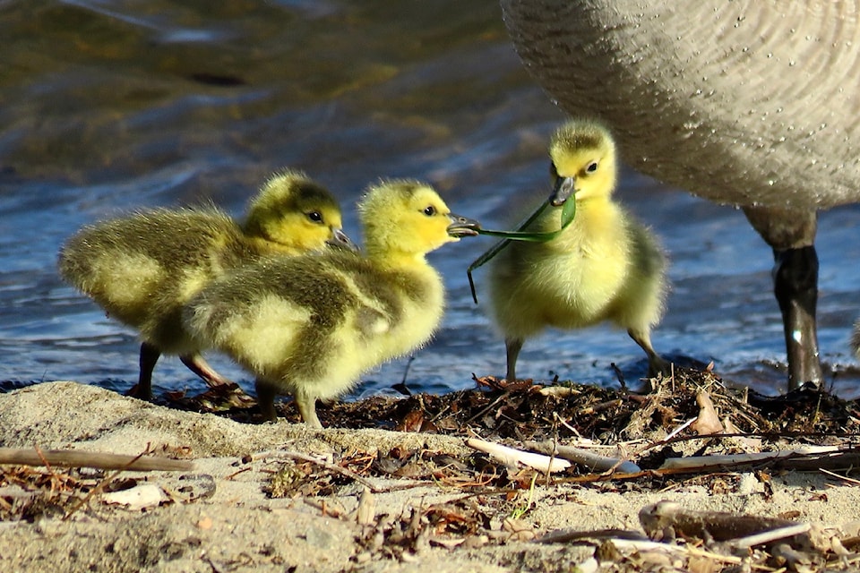  Canada goose goslings learn feeding strategies with a tug-of-war. During springtime breeding season goslings are a common sight throughout South Central B.C.                              