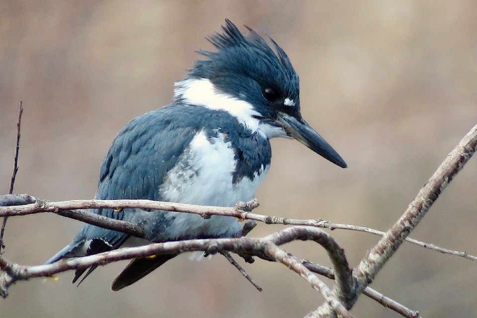                   Male Belted kingfisher. Identifying features, blue-grey back and wing colour, large head with tuft, bold pointed bill and a blue-grey band across white breast.              