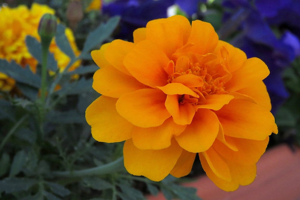                                 An orange coloured Marigold in early morning light. 