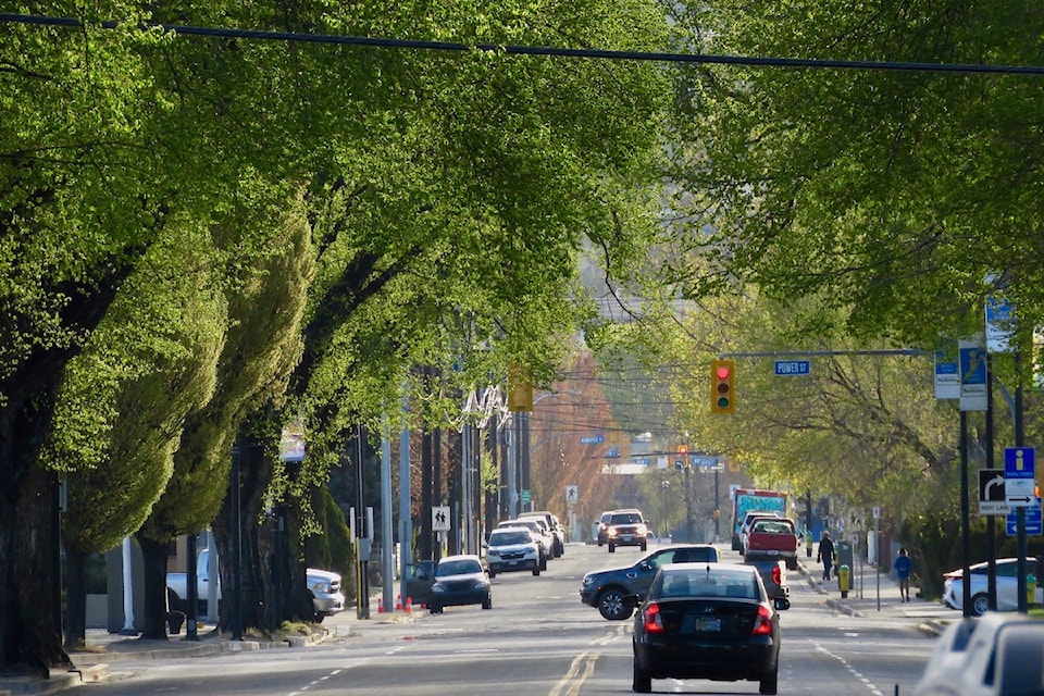                                A little telephoto magic enhances the drama of spring-time Westminster Avenue American elms, (Ulmus Americana), a street view from four years ago. Dianne Bersea