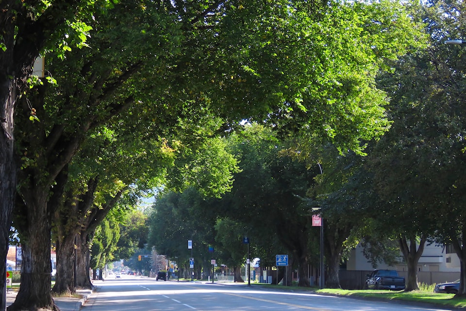 photo-9-westminster-avenue-american-elms-sept-2-2024